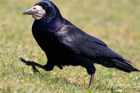 A Closer Look at the Enigmatic Demise of Crows
