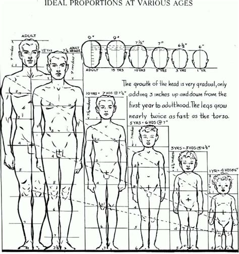 Age, Height, and Figure: The Dimensions of Elegance