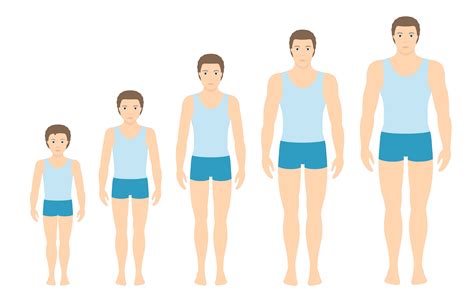 Age, Height, and Physical Transformation