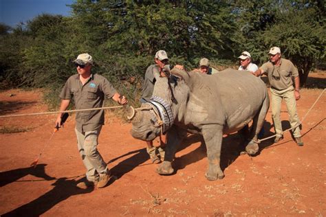 An Inspirational Journey: Brooke Bush's Dedication to Wildlife Conservation