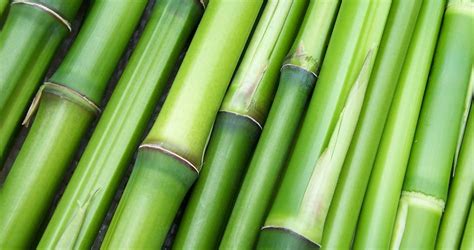 Bamboo: A Sustainable Wonder of Nature