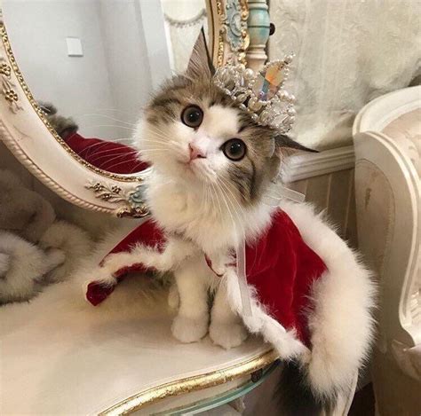 Breaking Down Queen Kitten's Figure: A Detailed Look at Her Body