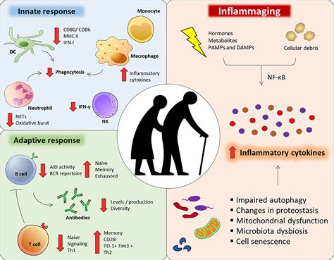 Enhanced Immune Function and Mitigated Risk of Chronic Conditions