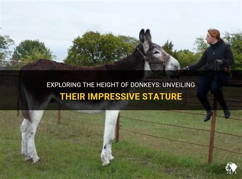 Exploring Ebunnz's Impressive Stature