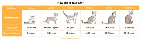 Exploring Kitty Cat's Age: A Closer Look at the Feline Star's Birthdate