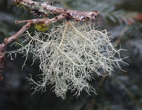 Exploring the Age and Longevity of Usnea Lichen