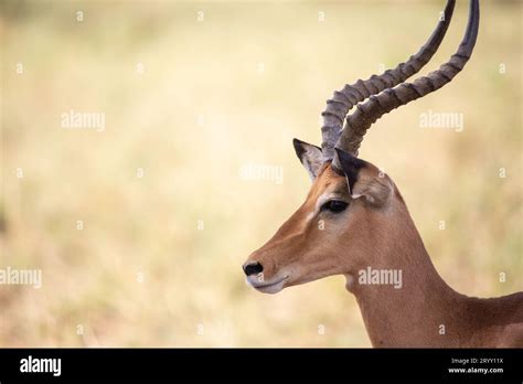 Exploring the Exquisite Elevation of the Enchanting Gazelle