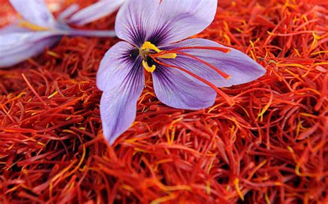 Exploring the Value of Saffron Bush's Assets and Investments