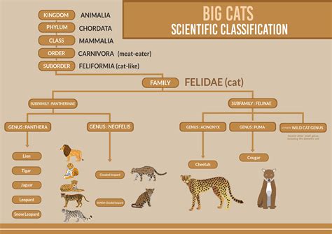 Felidae Biography