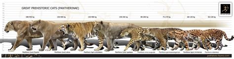 Figure: The Exquisite Physique of Felidae