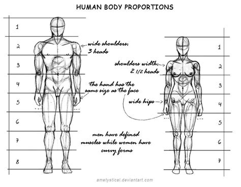 Figure Statistics and Body Proportions