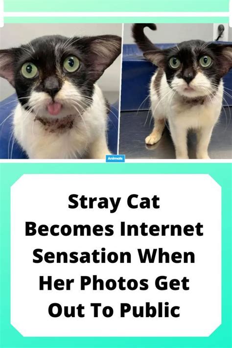 From a Stray Feline to an Internet Sensation