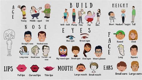 Height and Appearance Overview