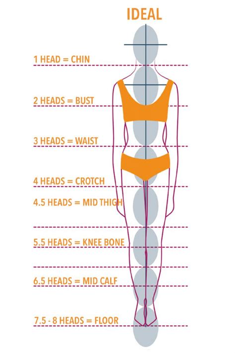 Height and Body Measurements: The Perfect Proportions