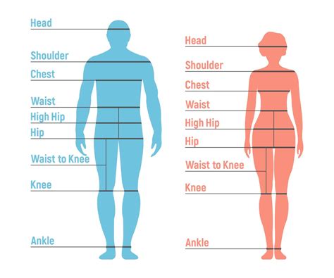Height and figure measurements