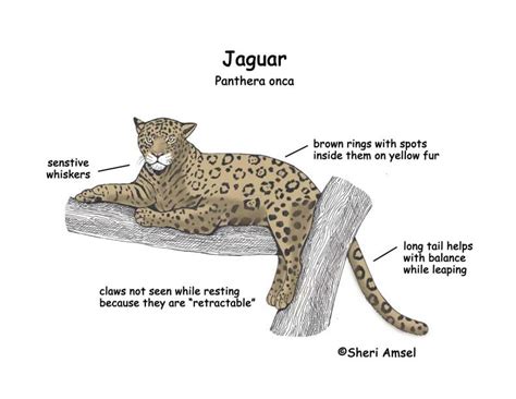 Jagg The Jaguar: His Height and Physical Appearance