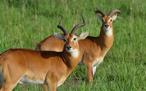 Journey into the Stunning Wealth of the Beloved Antelope