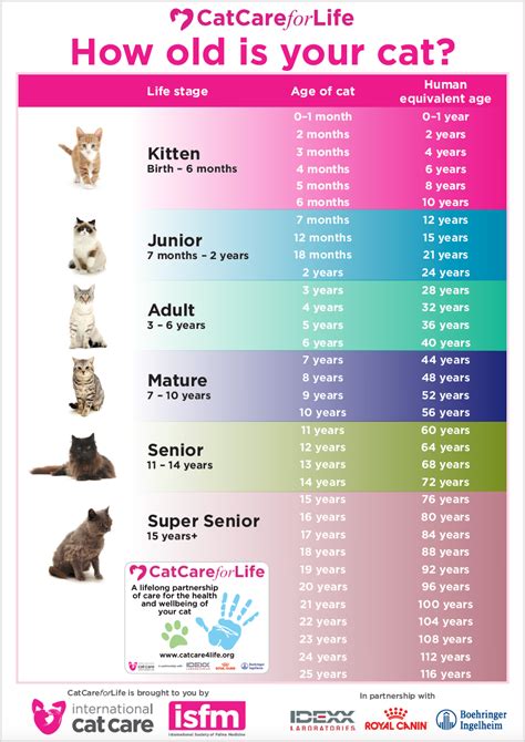 Kitty's Age: A Journey from Birth to the Present