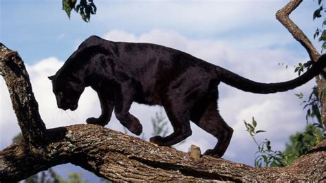 Panther: A Dynamic Biography