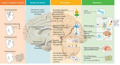 Prevention and Delay of Age-related Cognitive Decline