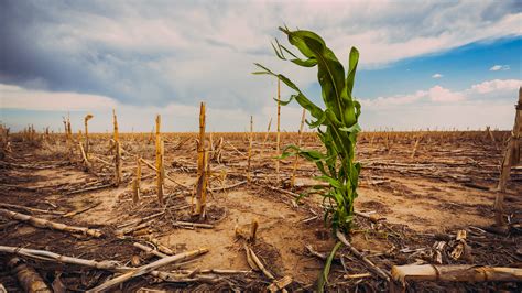 Rising Temperatures and Crop Yields