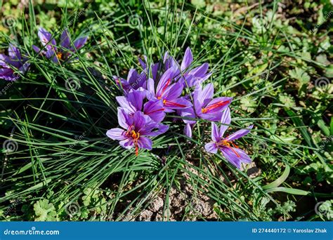 Saffron Bush: An Enigmatic Personality