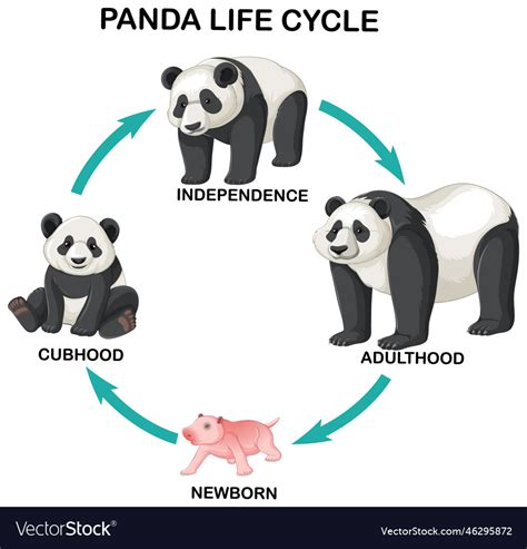Sylvia Panda: The Early Life and Education