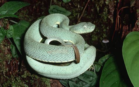 The Early Life and Background of the Enigmatic Onyx Viper
