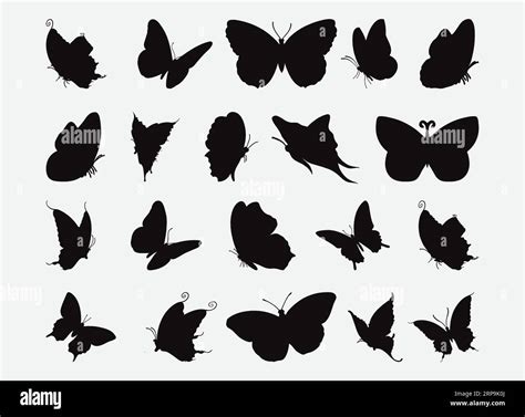 The Enchanting Silhouette of Butterfly Love: Revealing the Elegance