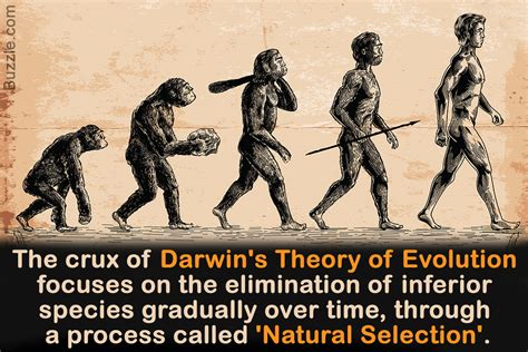 The Origins of Evolution: Darwin's Theory of Natural Selection