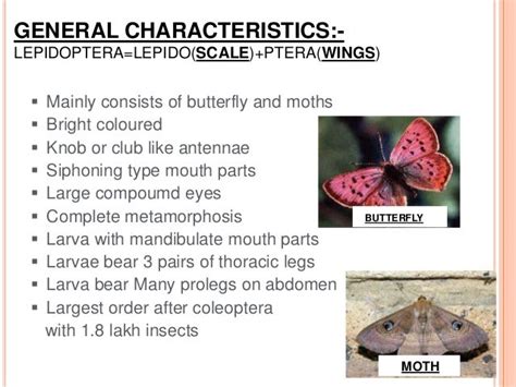 Understanding the Remarkable Diversity in Lepidoptera's Physical Characteristics