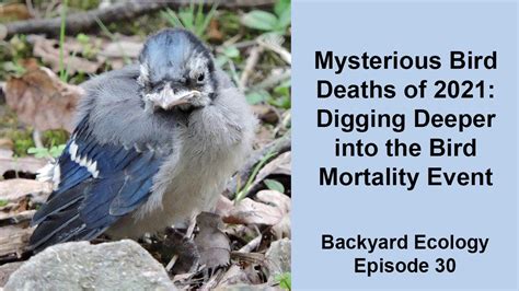Unmasking the Enigma: Investigating Mysterious Avian Mortality