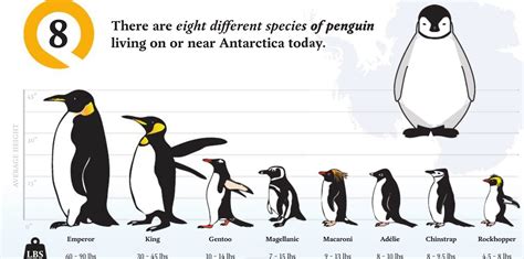 Unveiling Milky Penguin's Age and Height